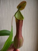 Nepenthes alata HW